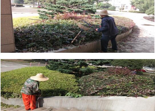 绿植建剪，美化环境